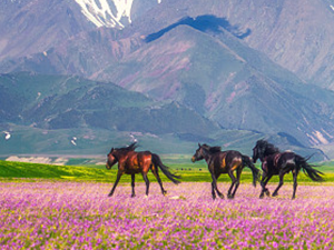 Sichuan Treasures