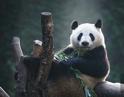 Sichuan